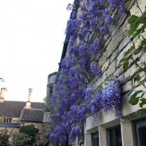 イギリスの住宅に咲く藤の花